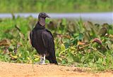 Black Vulture